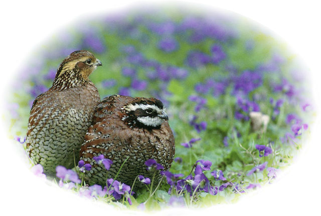 Bobwhite Quail Riddles SINHG Program February 12: Andy Johnson and the Bob White Quail – Tidelines